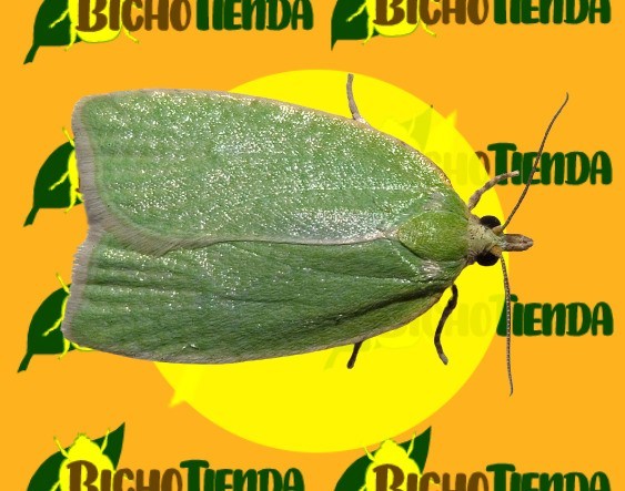 TORTRIX VIRIDANA adulto