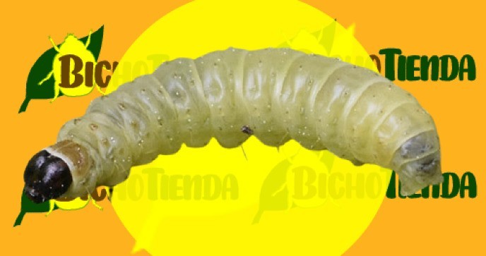TORTRIX VIRIDANA larva