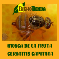ceratitis capitata