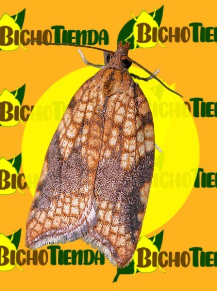 Foto: ACLERIS RHOMBANA