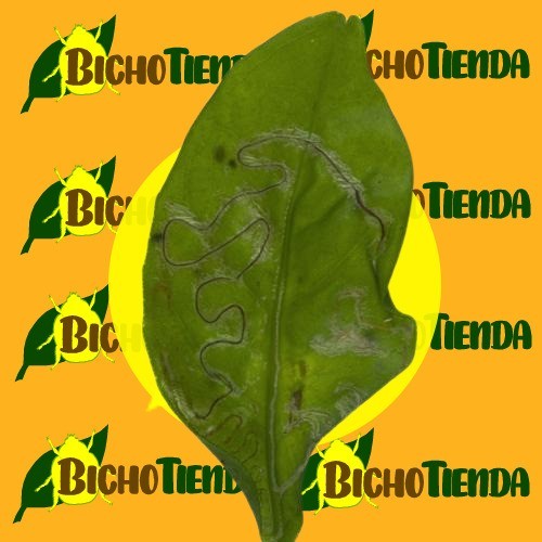 daños producidos por Phyllocnistis citrella