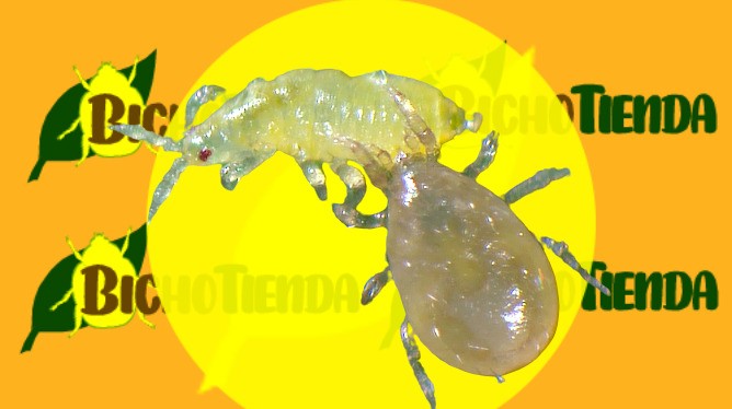 Amblyseius cucumeris alimentándose