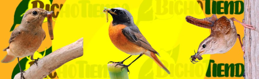 nidal para aves insectívoras