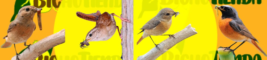 Nido ICONA para aves insectívoras