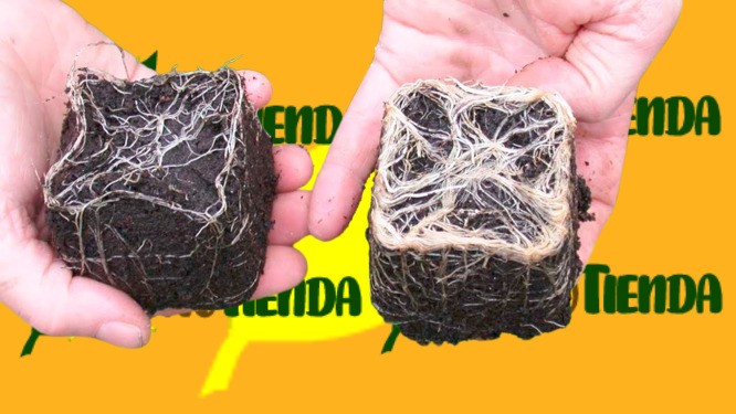 Foto: Diferencia de planta tratada con micorrizas vs sin micorrizas