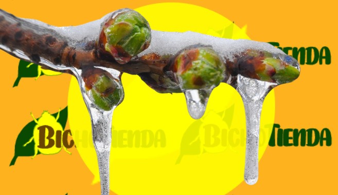 Codifrost Plus para combatir los efectos de las heladas en el cultivo.