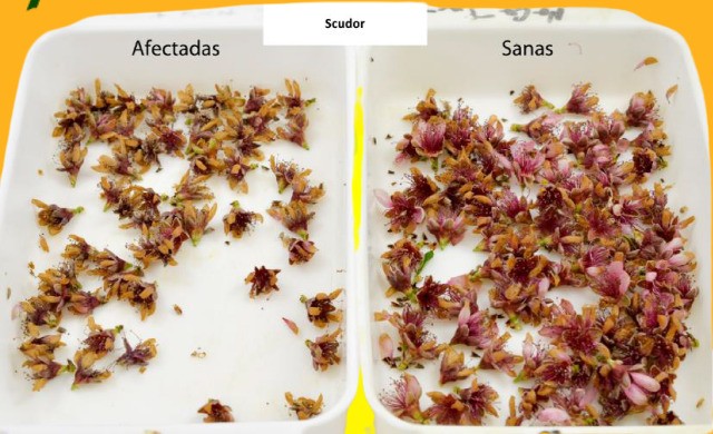 Comparativa de aplicación de Scudor tras una helada