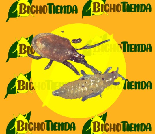 HYPOASPIS MILES alimentándose de una larva de trips