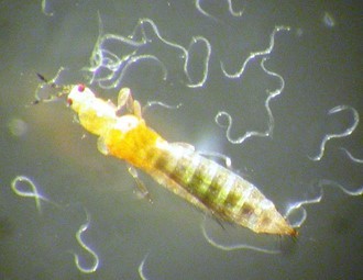 steinernema feltiae combatiendo una plaga
