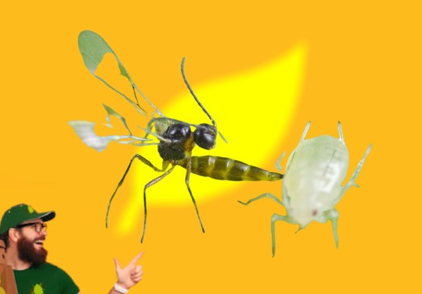 APHIDIUS COLEMANI combatiendo pulgón