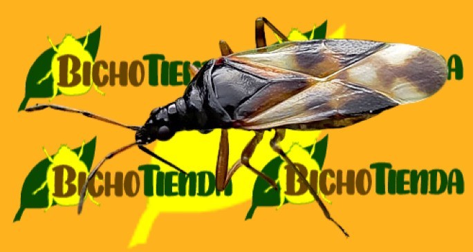 Anthocoris nemoralis