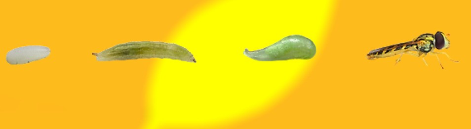Fases sphaerophoria rueppelli