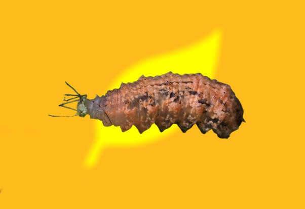 Episyrphus balteatus atacando plaga de pulgón