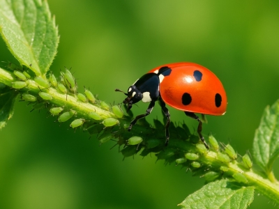 Top 5 enemigos naturales del pulgón y cómo aplicarlos