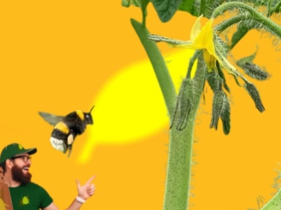 ¿Los abejorros pican? Verdades, mitos y su papel en la naturaleza
