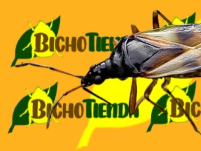 Anthocoris nemoralis: el depredador natural contra psilas y pulgones
