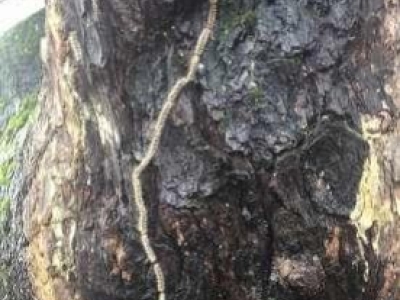 Qué es la procesionaria del pino