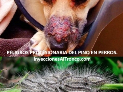 Procesionaria y perros: síntomas, riesgos y cómo evitar el contacto