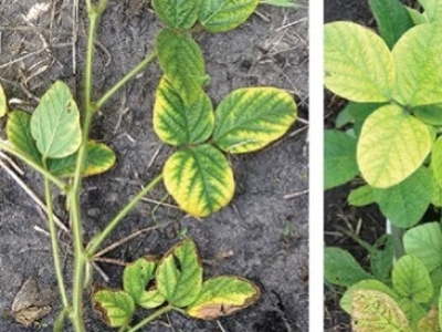 Cuándo aplicar el quelato de hierro | Guía completa por tipo de cultivo