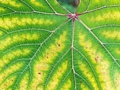 Con qué se puede mezclar el quelato de hierro