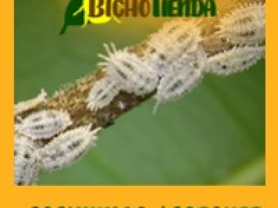 Lucha biológica contra la cochinilla algodonosa