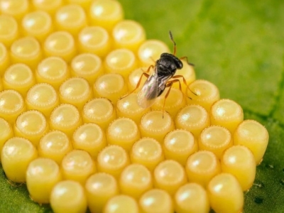 Cómo eliminar la chinche verde sin químicos | Control biológico