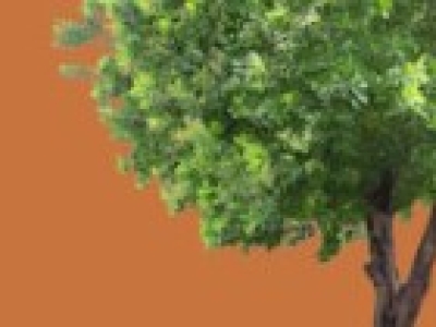 Instrucciones de Uso de los Productos Ynject para el Tratamiento por endoterapia